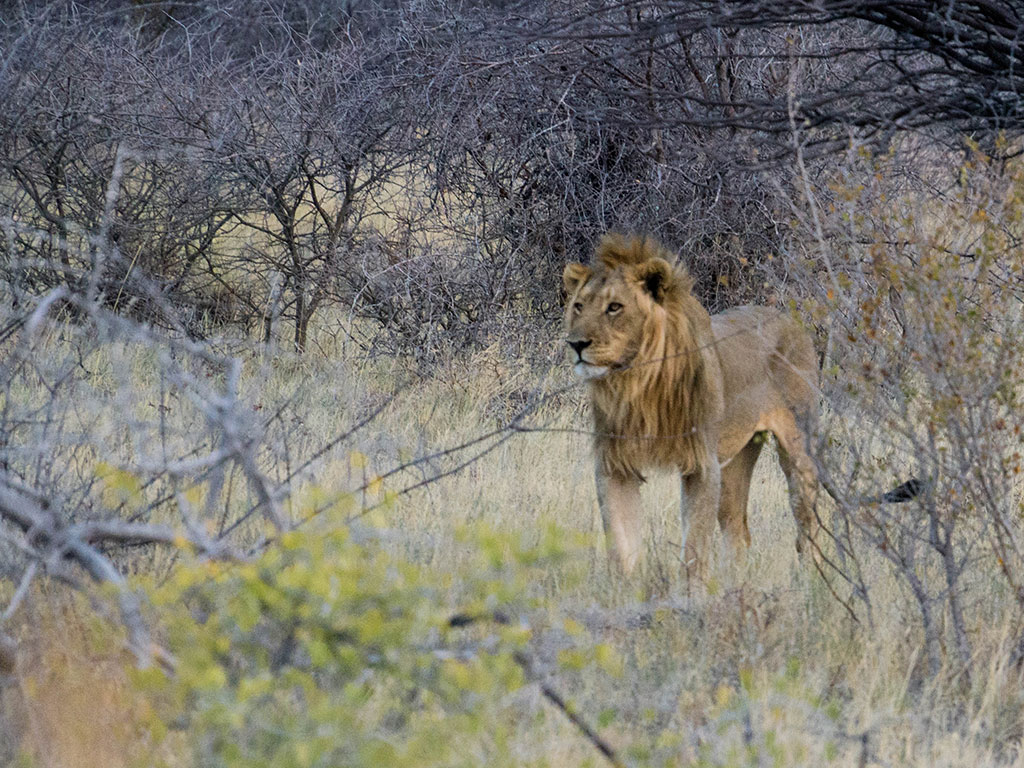 A male lion prowls around Onguma Game Reserve