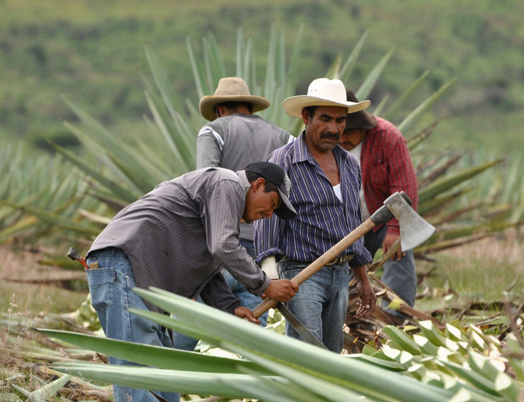 Mezcal is still produced using traditional methods on small distilleries. Image © Anna Bruce