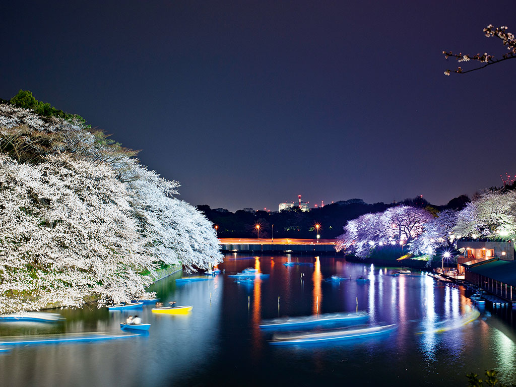 Cherry blossom at Chidorigafuchi Park
