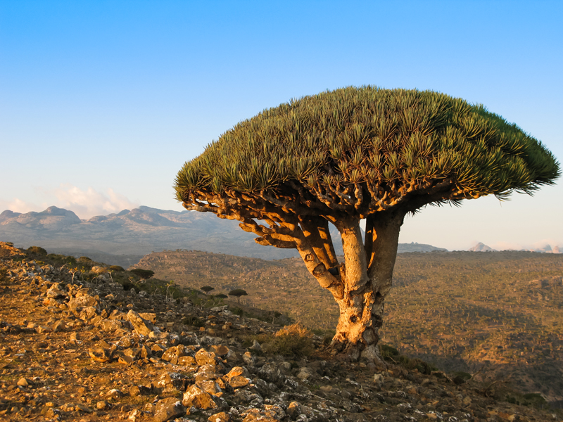 Caught Between Conflicts The Unique Island Of Socotra Is Under Threat Business Destinations Make Travel Your Business