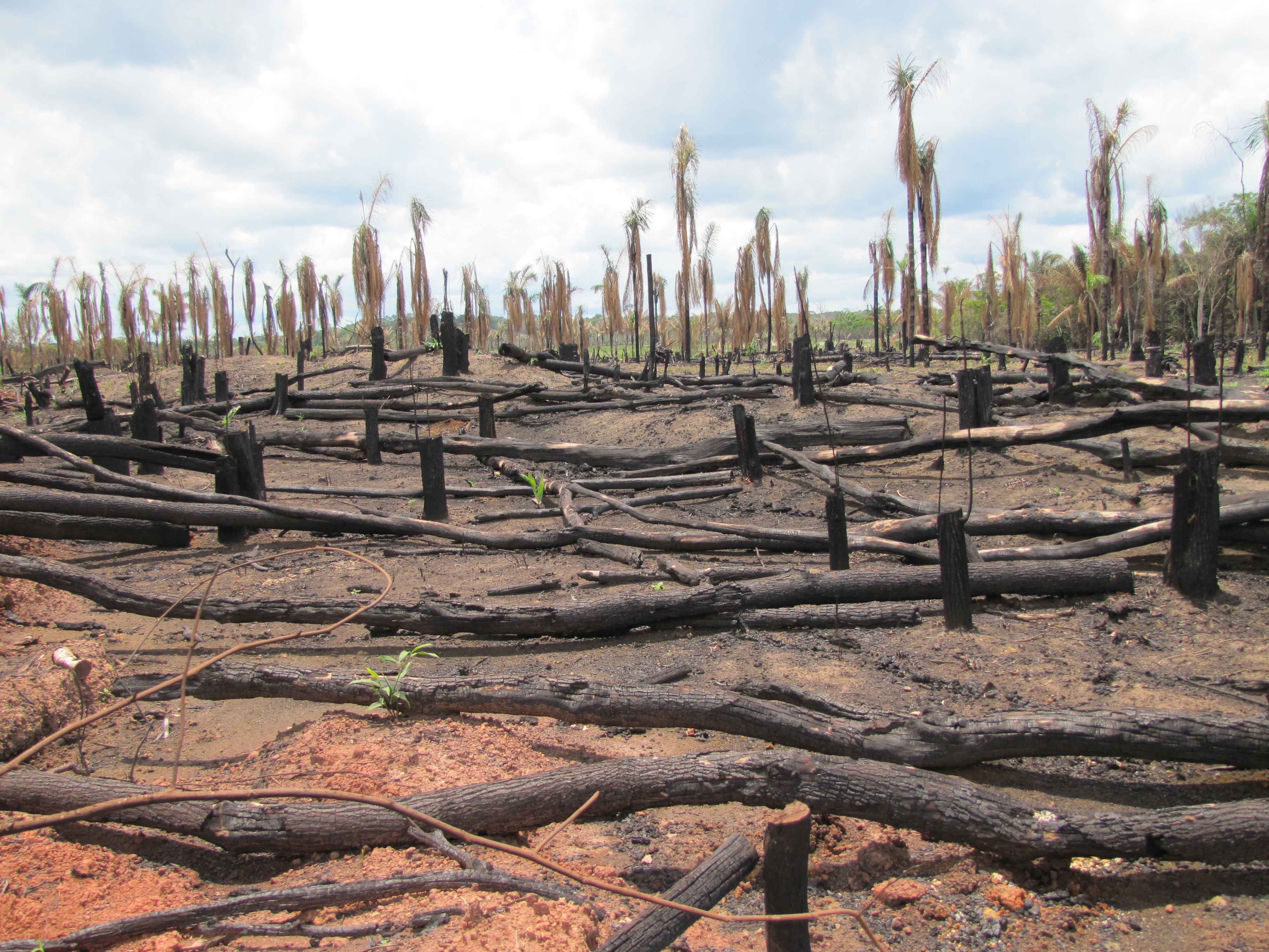 Amazon Rainforest After Deforestation